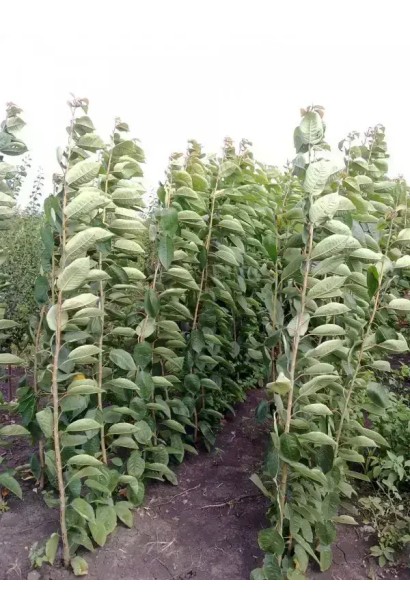 Черешня Світ Черрі — компактна форма, густе листя